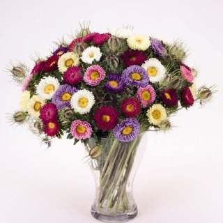 Астра Фан Микс [50 шт] - ООО «Семена Тут»