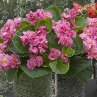 Бегония вечноцветущая махровая Фиона Роуз [1000 драже] - ООО «Семена Тут»