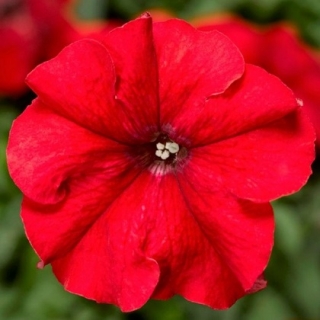 Петуния грандифлора Дувет Ред [1000 драже] - ООО «Семена Тут»