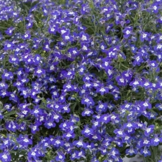 Лобелия плетистая Сапфир - ООО «Семена Тут»