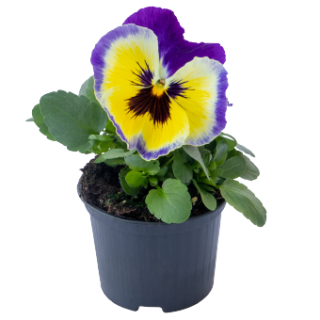 img-1: Виола крупноцветковая Инспайер Плюс Блюберри Лемон [50 шт] - ООО «Семена Тут»