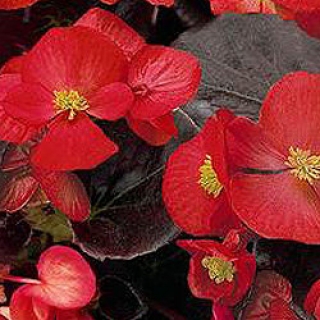 Бегония вечноцветущая Сенатор Ай Кью Скарлет  [1000 драже] - ООО «Семена Тут»