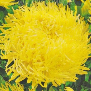 Астра коготковая Золотая - ООО «Семена Тут»