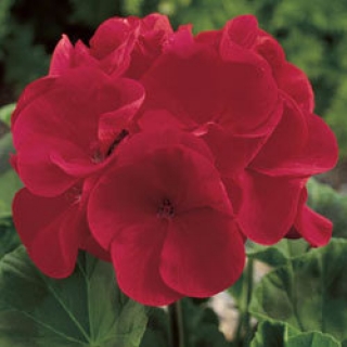 Пеларгония зональная Маверик Ред [100 шт]* - ООО «Семена Тут»