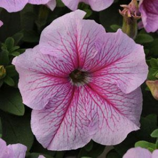 Петуния грандифлора Дэдди Пеперминт [100 драже] - ООО «Семена Тут»