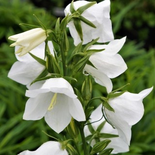 Колокольчик персиколистный Такион F1 Вайт [1000 драже] - ООО «Семена Тут»