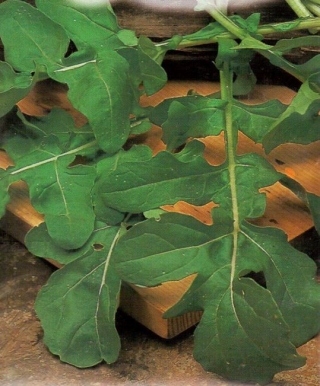 Рукола Рококо дикая - ООО «Семена Тут»