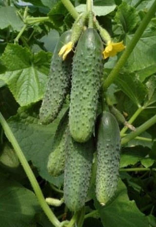 img-1: Огурец Кураж F1 - ООО «Семена Тут»