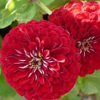 Цинния изящная Салмон роуз - ООО «Семена Тут»