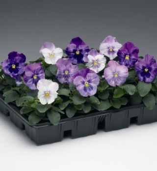 Виола крупноцветковая Колоссус Лавендер Сюрпрайз [1000 шт] - ООО «Семена Тут»