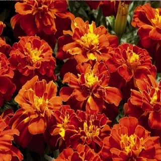 Бархатцы отклоненные махровые Ред Черри - ООО «Семена Тут»