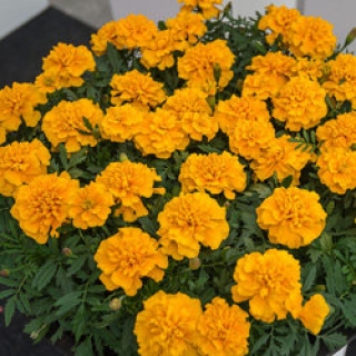 Бархатцы отклоненные Чика Голд [1000 шт] (инкруст.семена) - ООО «Семена Тут»