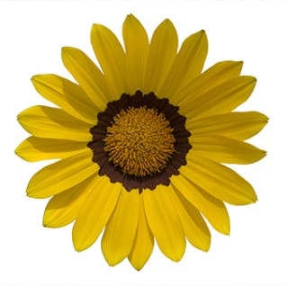 img-1: Газания Энорма Еллоу Виз Ринг [100 шт] - ООО «Семена Тут»