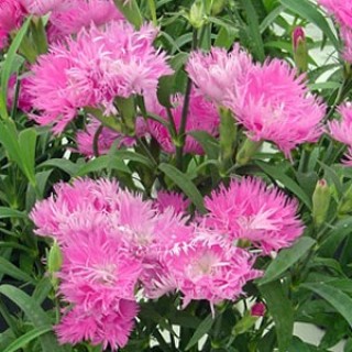 img-0: Гвоздика Элеганс Пинк [500 шт] - ООО «Семена Тут»