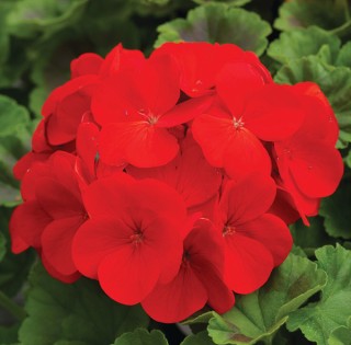 img-0: Пеларгония зональная Пинто Премиум Оранж [1000 шт] - ООО «Семена Тут»