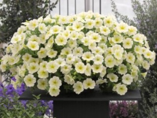 img-2: Петуния ампельная Опера Лемон [1000 драже] - ООО «Семена Тут»