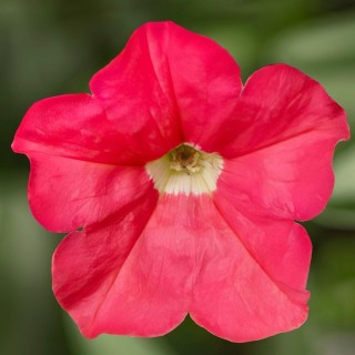 Петуния миллифлора Флэш Форвард Корал [100 драже] - ООО «Семена Тут»