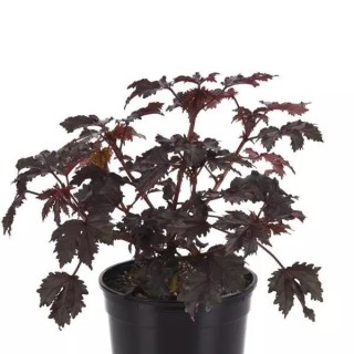 img-1: Гибискус Махагон Сплендор [100 шт] - ООО «Семена Тут»