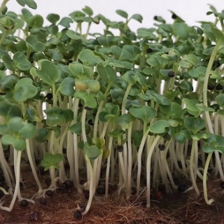 img-0: Капуста Пекинская Пак Чой зеленая Нихао МЗ - ООО «Семена Тут»