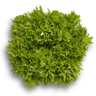 Салат Эксайт - ООО «Семена Тут»