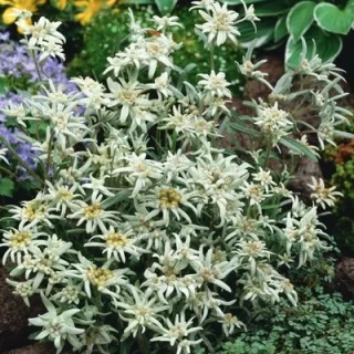 Эдельвейс Эверест [1000 шт] - ООО «Семена Тут»