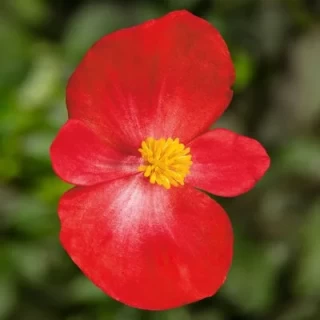 img-0: Бегония вечноцветущая Топспин Скарлет [1000 драже] - ООО «Семена Тут»