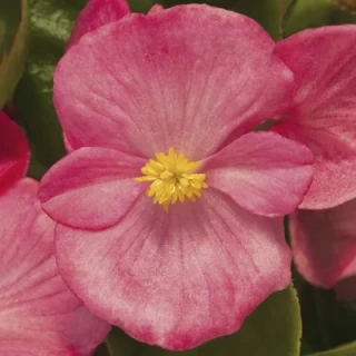 img-0: Бегония вечноцветущая Топспин Роуз [1000 драже] - ООО «Семена Тут»