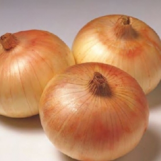 Лук репчатый Сеншуй Йеллоу Глоуб - ООО «Семена Тут»