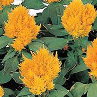 Целозия перистая Кимоно Еллоу [5000 шт] - ООО «Семена Тут»