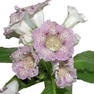 Глоксиния Импресс Парпл Спотид [250 драже] - ООО «Семена Тут»