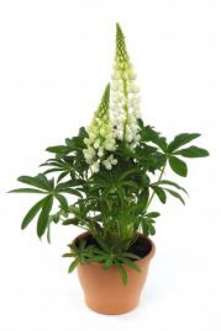 img-1: Люпин Люпини Вайт [1000 шт] - ООО «Семена Тут»