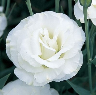 Эустома Арена 2 Килиманджаро  [1000 драже] - ООО «Семена Тут»