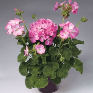 img-0: Пеларгония зональная Апаче Пинк Биколор [250 шт] - ООО «Семена Тут»