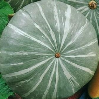 img-0: Тыква Лечебная - ООО «Семена Тут»