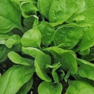 Шпинат Спейс F1 [фракция 2,75-3,5 мм] - ООО «Семена Тут»