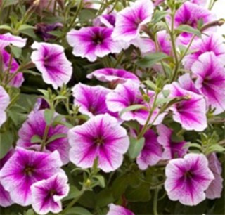 img-1: Петуния ампельная Опера Парпл Вейн [1050 драже] - ООО «Семена Тут»