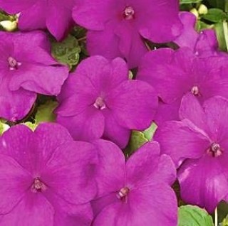 img-1: Бальзамин Экстрим F1 Виолет [100 шт] - ООО «Семена Тут»