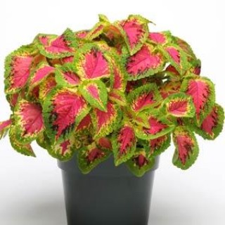 img-0: Колеус Премиум Сан Ватермелон [100 драже] - ООО «Семена Тут»