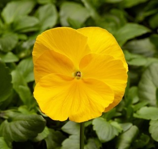 Виола крупноцветковая Фино F1 Клиа Оранж [1000 шт] - ООО «Семена Тут»