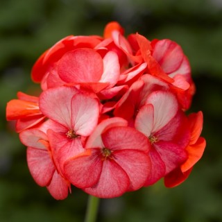 img-0: Пеларгония зональная Пинто Премиум Салмон Сплеш [1000 шт] (инкруст. семена) - ООО «Семена Тут»