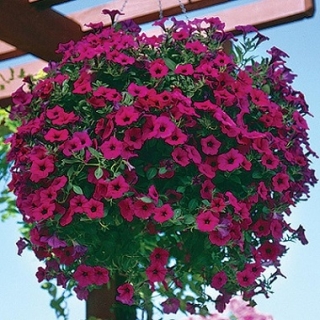 Петуния ампельная F1 Вэйв Парпл Классик [50 драже] - ООО «Семена Тут»