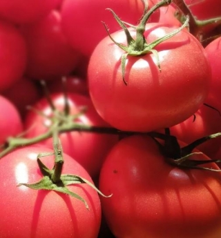Томат Волгоградские зори (инкруст. семена) - ООО «Семена Тут»