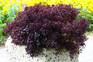 img-1: Базилик декоративный Пёпл болл F1 [1000 шт] - ООО «Семена Тут»