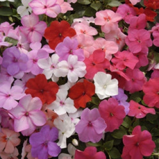 Бальзамин Баланс Микс [50 шт] - ООО «Семена Тут»