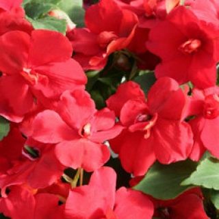 Бальзамин махровый Афина Ред  [250 шт] - ООО «Семена Тут»