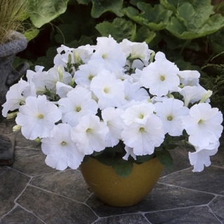 img-0: Петуния гибридная Трилоджи Вайт [1000 драже] - ООО «Семена Тут»