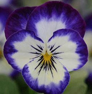 Виола рогатая Сорбет ИксПи Коконат Свирл [100 шт] - ООО «Семена Тут»