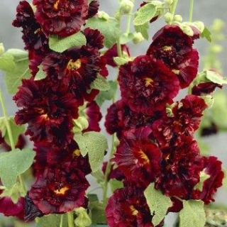 Шток-роза Темно-бордовая - ООО «Семена Тут»