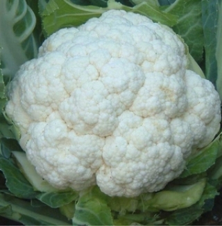 Капуста цветная Фристайл - ООО «Семена Тут»