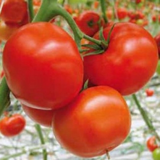Томат Старбак F1 - ООО «Семена Тут»